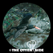 Black Oystercatcher