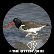 American Oystercatcher