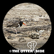 American Oystercatcher