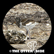 American Oystercatcher