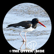 American Oystercatcher