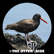 Black Oystercatcher