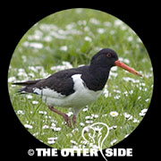 Eurasian Oystercatcher
