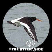 Eurasian Oystercatcher