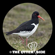 Eurasian Oystercatcher