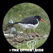 Eurasian Oystercatcher