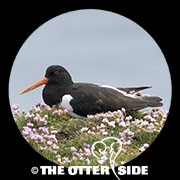 Eurasian Oystercatcher
