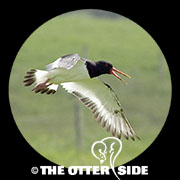 Eurasian Oystercatcher