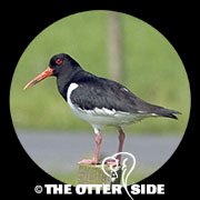 Eurasian Oystercatcher