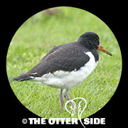Eurasian Oystercatcher