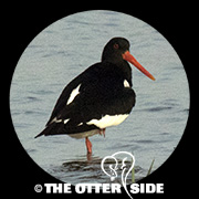 Eurasian Oystercatcher