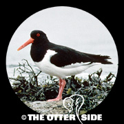 Eurasian Oystercatcher
