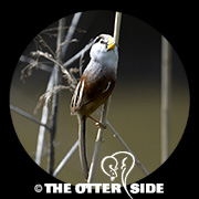 Reed Parrotbill