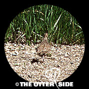 Gray Partridge