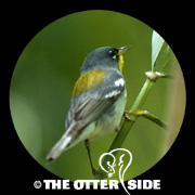 Northern Parula