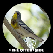 Northern Parula