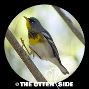 Northern Parula