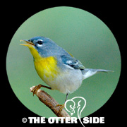Northern Parula