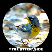 Northern Parula