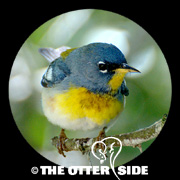 Northern Parula