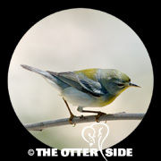 Northern Parula