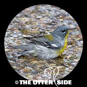 Northern Parula
