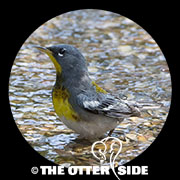 Northern Parula
