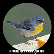 Northern Parula