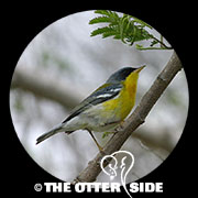 Tropical Parula