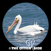 American White Pelican