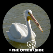 American White Pelican