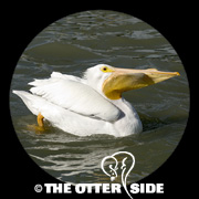 American White Pelican