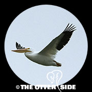 American White Pelican