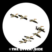 American White Pelican