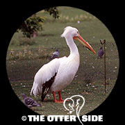 Eastern White Pelican