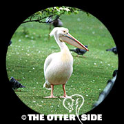 Pink-backed Pelican
