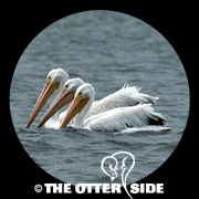 American White Pelican
