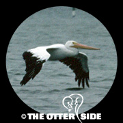 American White Pelican