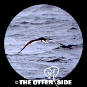 Black-capped Petrel