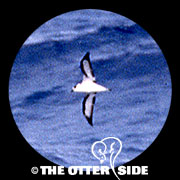 Black-capped Petrel
