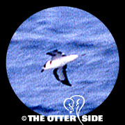Black-capped Petrel