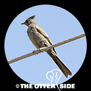 Phainopepla