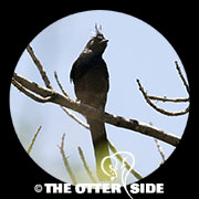 Phainopepla