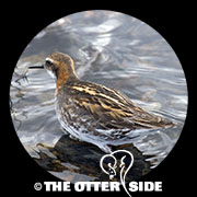 Red-necked Phalarope