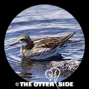 Red-necked Phalarope