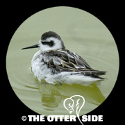 Red-necked Phalarope