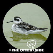 Red-necked Phalarope