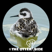 Red-necked Phalarope