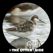 Wilson's Phalarope