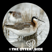 Wilson's Phalarope